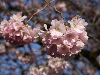 Obraz premium Blütentraum