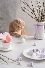 Obraz na płótnie Canvas Easter greeting card, background. Cute cat at festive served table. Easter meringue nests dessert and a bouquet of willow on the table. Copy space, side view