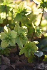 verblühte Christrose (Helleborus niger)