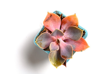 top view pot of pink succulent plant on a white background