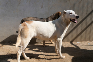 Tunisian dog