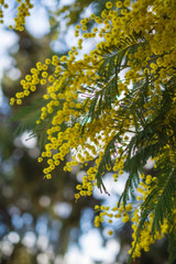 View of branches of yellow mimosa tree, with selective focus, in a park in Madrid. Vertically