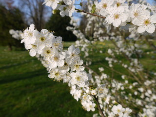 Blüten im Frühling