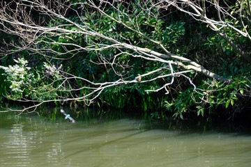 kingfisher in flight