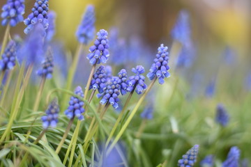 Armenische Traubenhyazinthen (Muscari armeniacum)