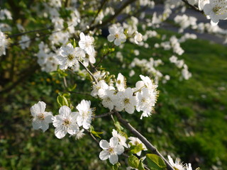 Obraz na płótnie Canvas Blüten im Frühling