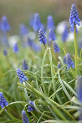 Armenische Traubenhyazinthen (Muscari armeniacum)