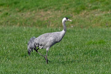 Crane (Grus grus) - Kranich (Grus grus) , Dieholzer Moor, Deutschland