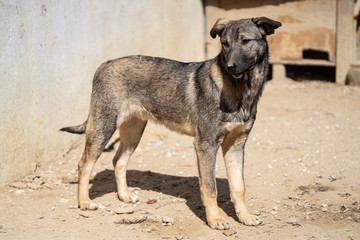 Tunisian dog