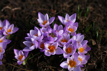 A honey bee is hard at pollinating purple crocuses on a sunny spring day.