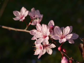 Blüten im Frühling
