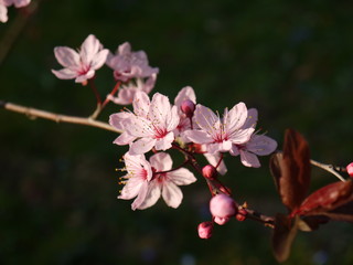 Obraz premium Blüten im Frühling