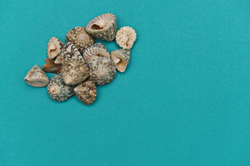 marine theme several decorative shells on a blue background