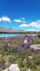 Blick auf die Peonien an S&uuml;dufer des Lake Tekapo