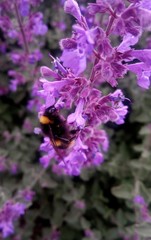 Hummel beim Bestäuben