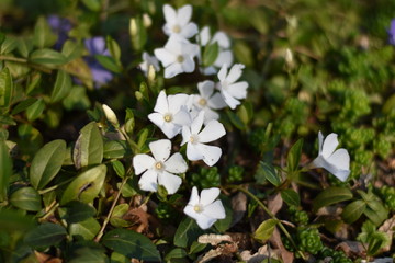 Weißes Immergrün 'Alba' (Vinca minor 'Alba')