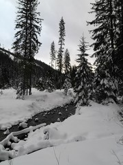 Winter forest Slovakia
