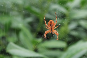 Spider in web
