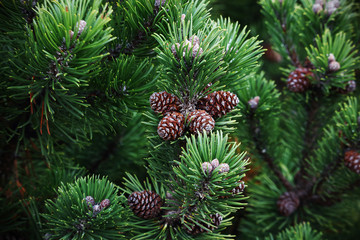 Small pine cones in evergreen pine branches