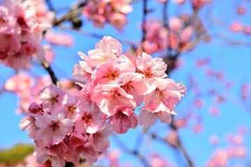 青空と桜