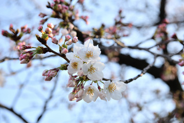 蕾と花びら