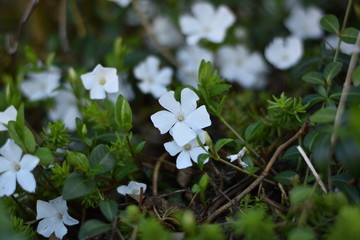 Weißes Immergrün 'Alba' (Vinca minor 'Alba')