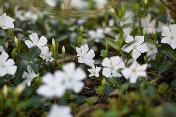 Weißes Immergrün 'Alba' (Vinca minor 'Alba')