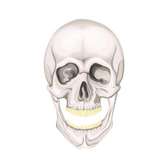 The human skull isolated on white background. Vector illustration.