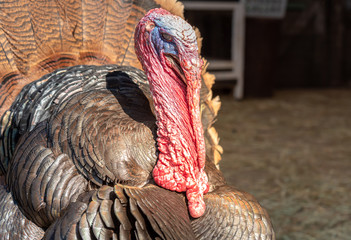 Close up of a turkey on the farm.