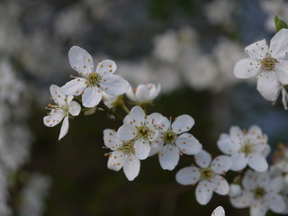 Fototapeta na wymiar Blüten im Frühling