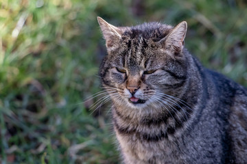 Naklejka premium Domestic cat picture taken on yard