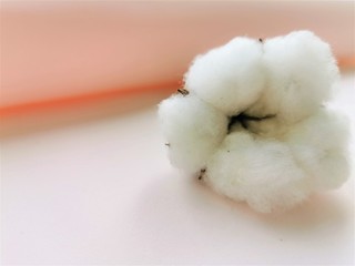 A branch of cotton with a Bud on a light pink background. Close up