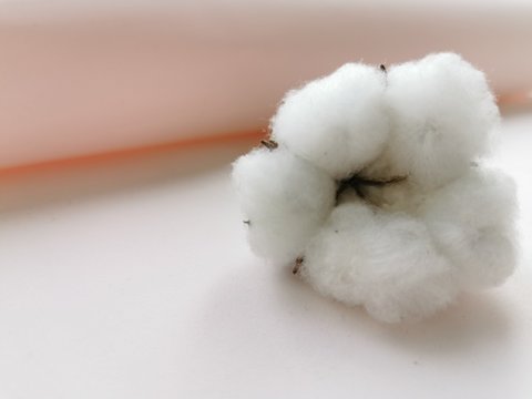 A branch of cotton with a Bud on a light pink background. Close up © annagolant