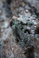 Lichen on the bark of a tree