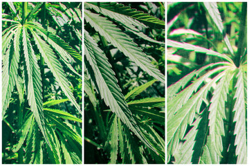 Abstract background with cannabis plant