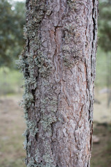 Lichen on the bark of a tree