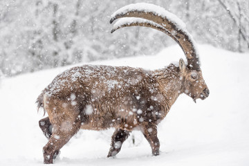 The king of Alps mountains at the edge of the woodland (Capra ibex)