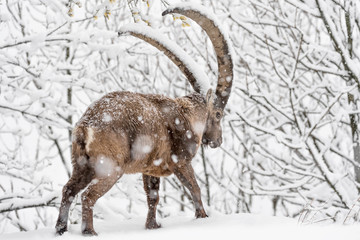 Ibex moving down in the snowy forest (Capra ibex)