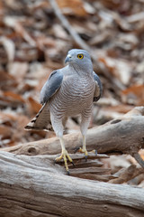 Shikra perching on a perch looking into a distance