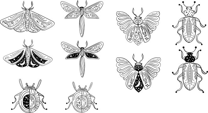 Magical Outline Illustration Of Moth, Dragonfly, Beetle, Bug. Mystical Clipart Of Insect For Logo, Print, Card, Textil Design