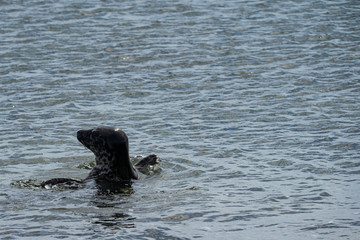 Fototapeta premium Kegelrobben