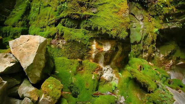 Locked off motion of water dripping constantly on sandstone rocks to sustains a lush green carpet of mosses and ferns on the formation known as ( Moss Garden)  at Carnarvon Gorge, Queensland