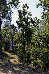 Fototapeta na wymiar Beautiful Tree in Jungle Amb Himachal Pradesh India