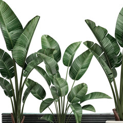 3d illustration of tropical plants Strelitzia in a white pot on a white background
