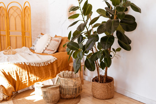 Ficus Elastica Plant(rubber Tree) In Boho Bedroom Interior