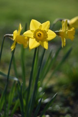 Obraz premium Narzissen (Narcissus)