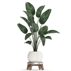 Fototapeta na wymiar 3d illustration of tropical plants Strelitzia in a white pot on a white background