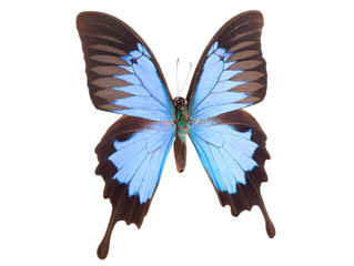 Blue emperor butterfly isolated on a white background