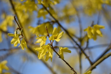 Forsythie (Forsythia × intermedia)