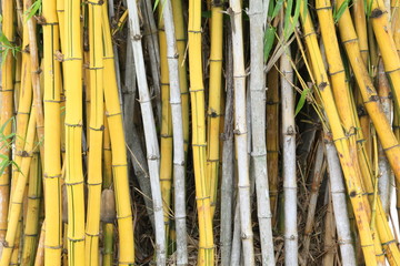 wild golden bamboo stems strand background texture